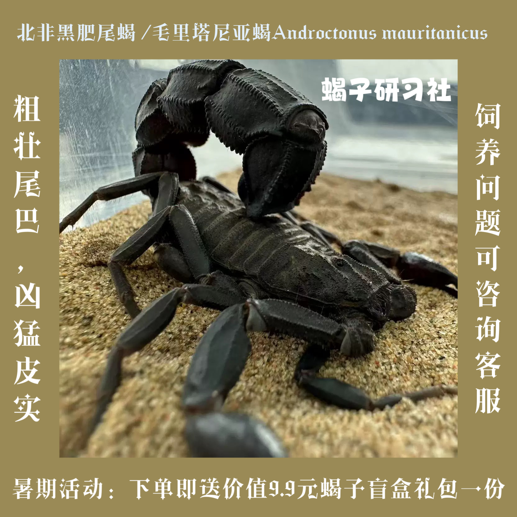 【拍下当天发】北非黑肥尾蝎Am沙漠蝎纯黑巨尾送饲养套装