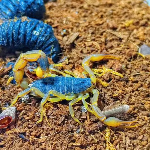 东亚钳蝎荒漠蝎宠物蝎包活新手经典好养入门爬宠东方神蝎