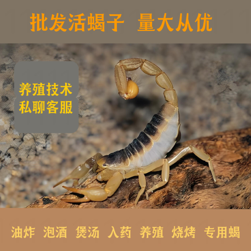 特价冲销量正宗山蝎活蝎子野生食用活虫野性十足全蝎油炸泡酒煲汤
