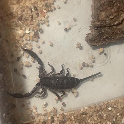 蝎子活体宠物温顺好养