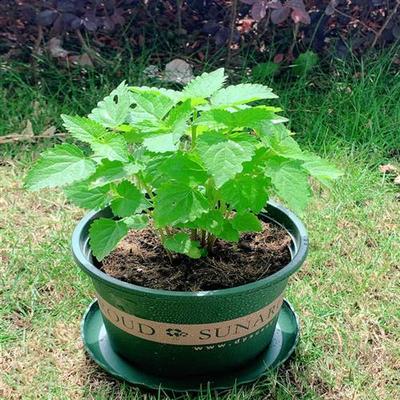 藿香苗盆栽可食用新鲜香叶植物 庭院阳台庭院可种植 五香叶鱼香草