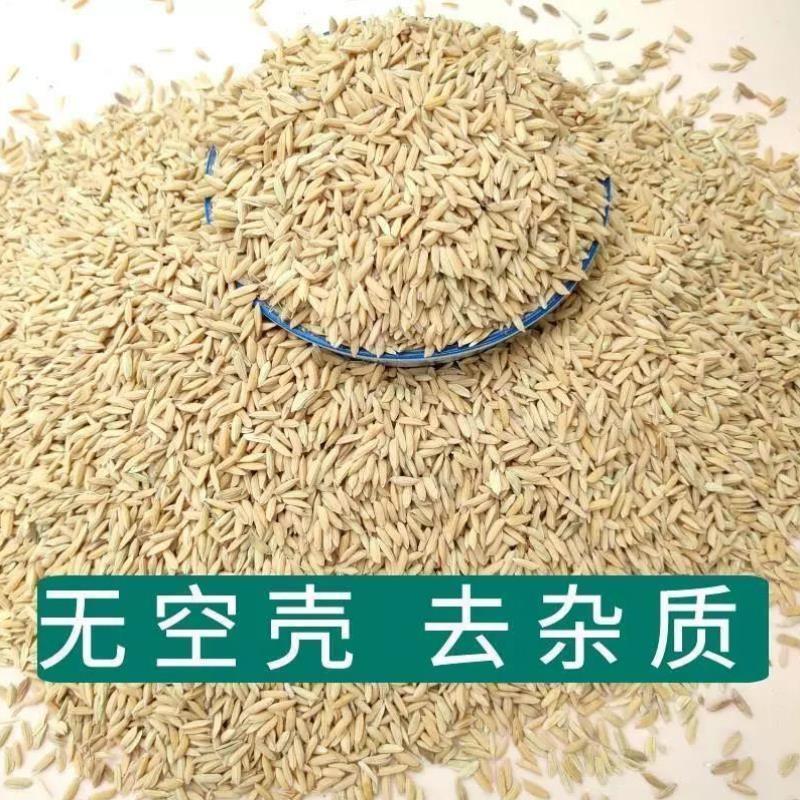黄谷子5斤谷子带壳水稻100斤谷子鸟粮鸟食50斤稻子喂鸡鸭吃的稻谷