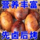 东北特色卤香鹅蛋熟食零食新鲜散养卤烤大鹅蛋先卤后烤清黄入味