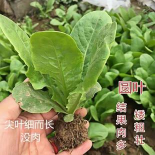 蔬菜苗耐寒莴苣秧苗青皮红皮莴笋幼苗阳台甘蓝苗大白苗秋冬种植苗