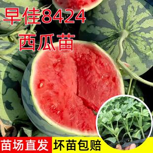 8424麒麟无籽美都西瓜苗秧大全种子水果瓜果苗小南方蔬菜苗秧种孑