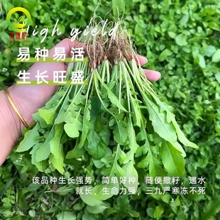 盆栽菱角菜农家本地菜蔬菜苗孑 大叶荠菜种籽高产野菜种子春秋四季