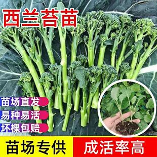 西兰花苔苗秧苗菜花秧苗带土苗秧西兰苔秧苗菜苗四季 西蓝花正品