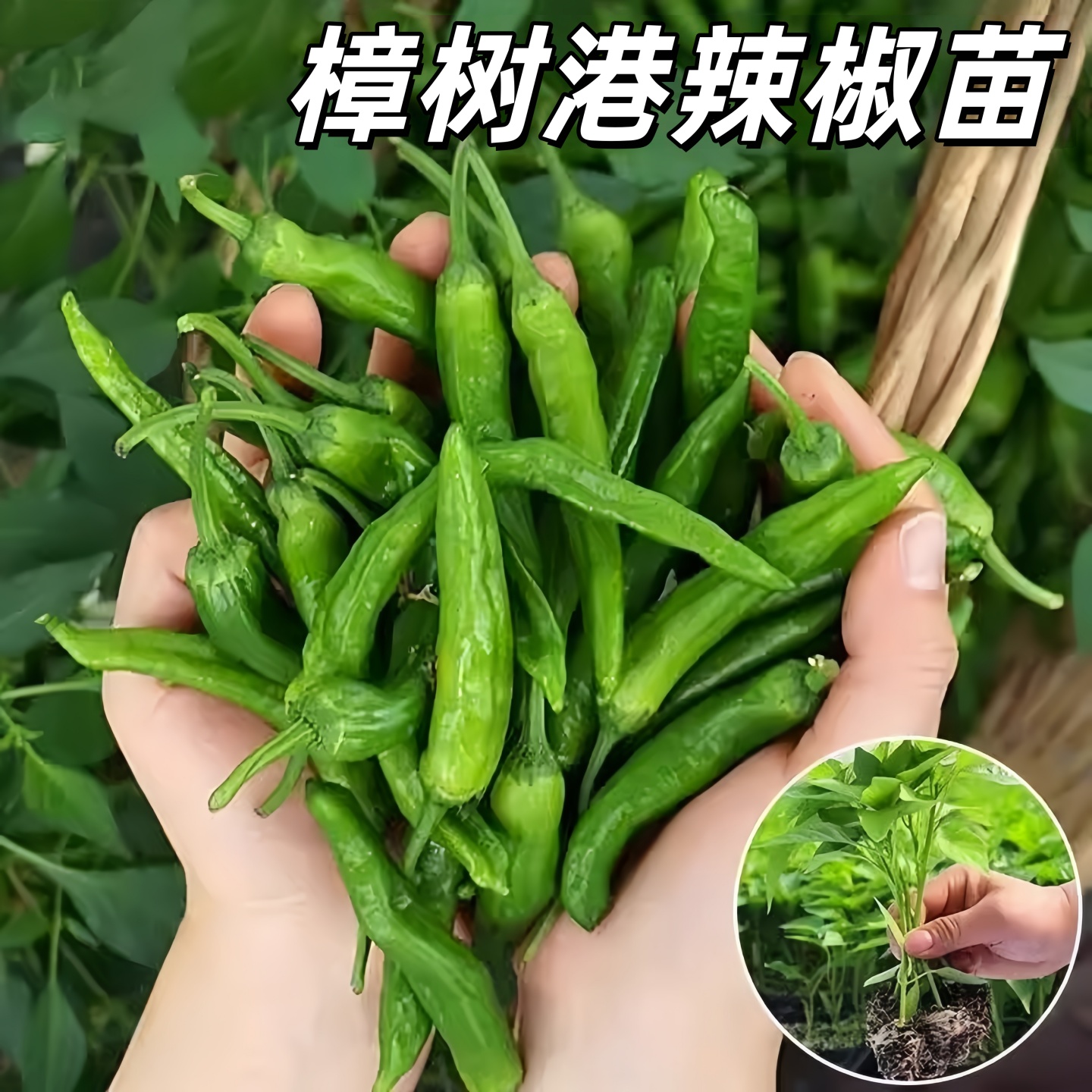 正宗樟树港辣椒苗韩国青阳
