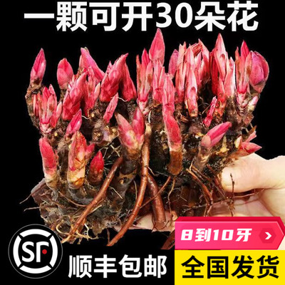 重瓣芍药花苗种芍药根块浓香型花卉勺药花老桩花卉大全庭院盆栽