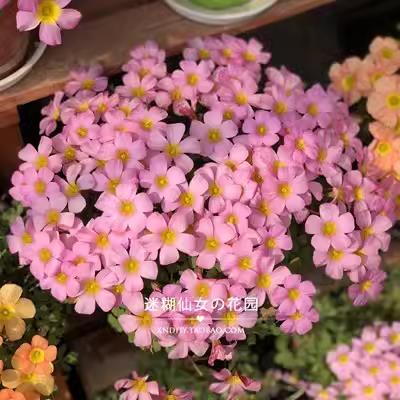 【粉色系合集】酢浆草种球/oxalis Blush三叶草幸运草多年生