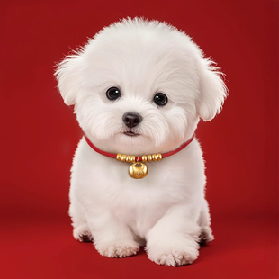 猫项圈富贵长命锁高颜值宠物金锁项链无声铃铛猫咪配饰狗脖子挂饰