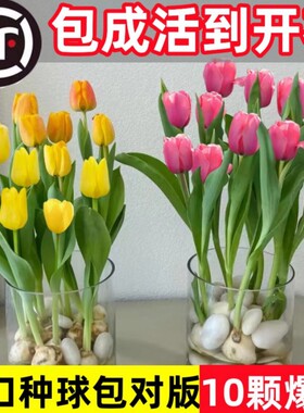 郁金香种球水培花卉植物室内花四季开花种子盆栽花苗土培水养好活