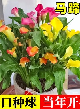 四季播种多年生进口彩色马蹄莲