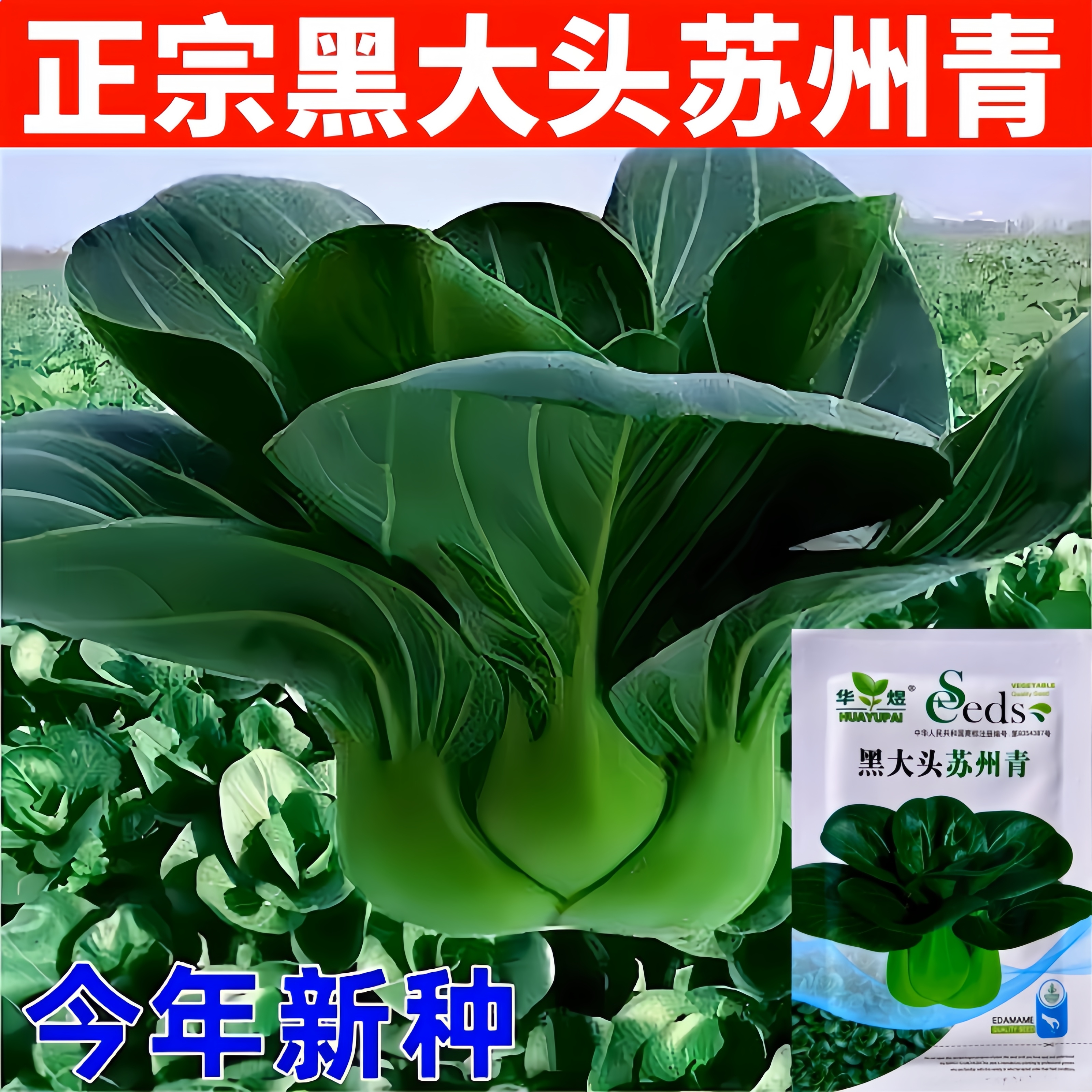 黑叶矮脚苏州青种子黑大头抗寒肉厚青梗菜小油菜种籽四季青菜种子