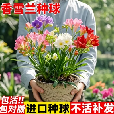 香雪兰小苍兰种球水培植物花卉办公室内客厅桌面水养绿植四季好养