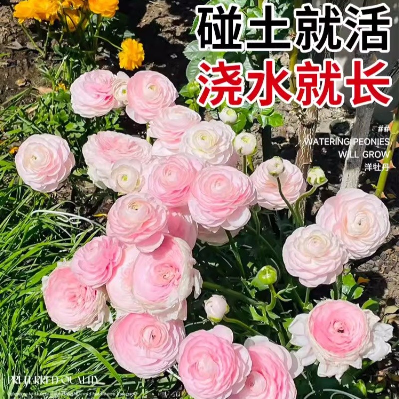 进口花毛茛种球重瓣带芽洋牡丹花种子四季观花室内外花卉盆栽好养