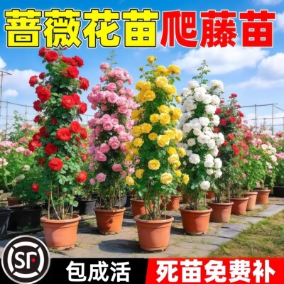蔷薇花苗藤本月季花树庭院爬藤植物阳台花卉玫瑰盆栽四季播种好养