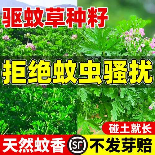 驱蚊草花种籽子见土就活庭院室外播种四季开花阳台艾草除虫菊薄荷