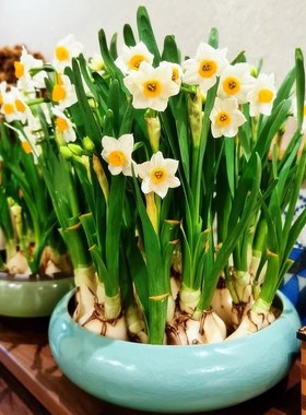漳州水仙花种球种子特级水养花卉球根大球室内外冬季水培植物盆栽