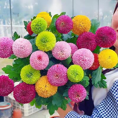 花种子乒乓菊小雏菊四季好养活易种活室内外花卉盆栽花种籽子花籽