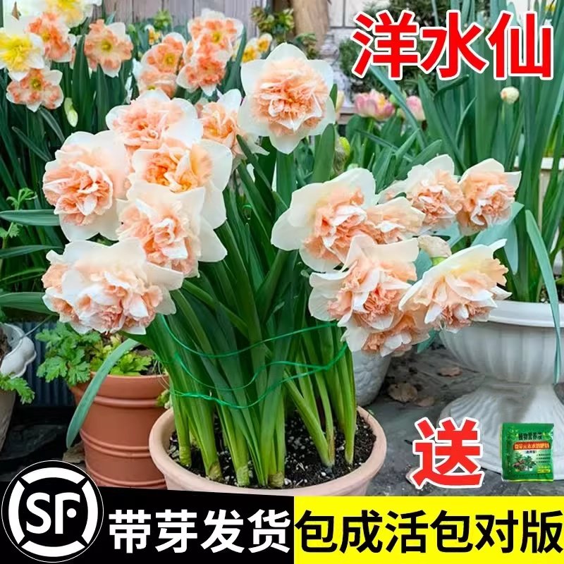 进口洋水仙种球四季开花室内盆栽重瓣大花球庭院阳台秋冬花卉水仙,鲜花速递/花卉仿真/绿植园艺,种球/裸根,淘宝优惠券,粉丝福利购,淘宝优惠卷