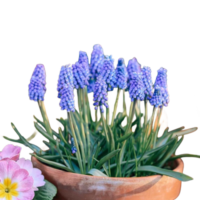 葡萄风信子种球春秋季播种