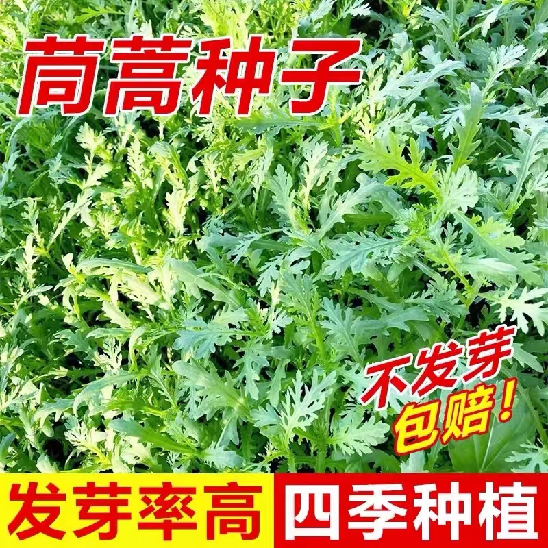 茼蒿菜种籽大叶茼蒿种子小叶中叶皇帝菜阳台盆栽四季蔬菜种孑大全