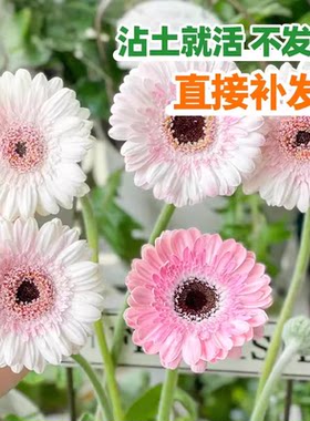 进口非洲菊种子阳台盆栽四季景观绿化植物扶郎花菊花种籽花卉种孑