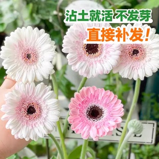 进口非洲菊种子阳台盆栽四季景观绿化植物扶郎花菊花种籽花卉种孑