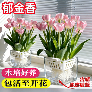 郁金香种球水培定植篮花卉室内四季盆栽植物花苗土培水养好活种子