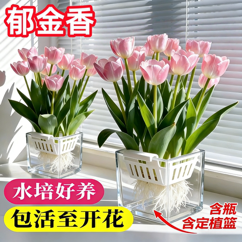 进口郁金香种球水培定植篮更省心