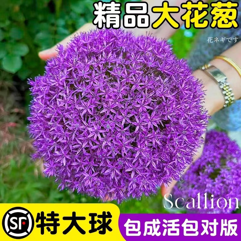 进口大花葱种球荷兰耐寒花卉盆栽庭院地栽植物大葱花球根四季易活