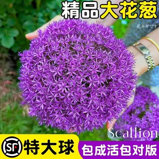 进口大花葱种球荷兰耐寒花卉盆栽庭院地栽植物大葱花球根四季易活