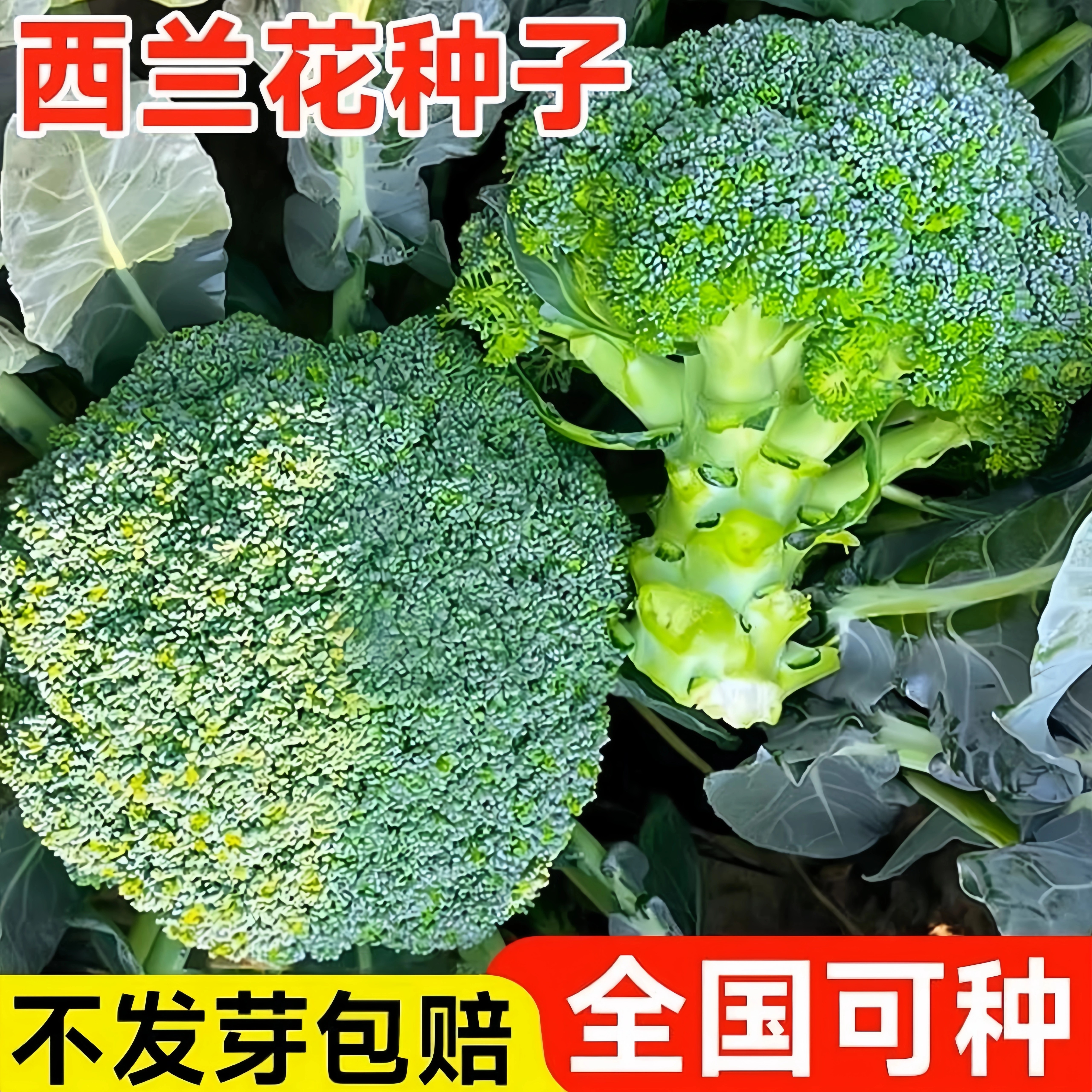 西兰花种子有机蔬菜种子花椰菜种家庭种植四季蔬菜秋冬季秧苗菜籽