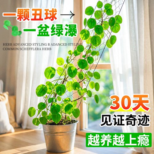 山乌龟爬藤植物水培盆栽红藤圆叶懒人绿植爬藤观叶室内外阳台客厅