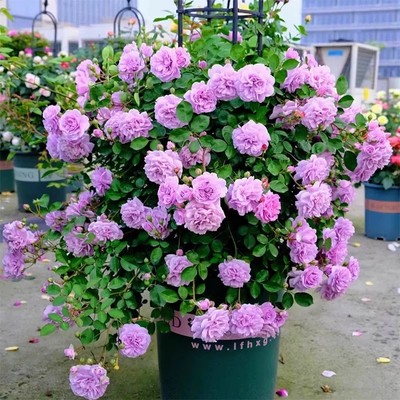 蔷薇花苗藤本月季花树庭院爬藤植物阳台花卉玫瑰盆栽四季播种开花