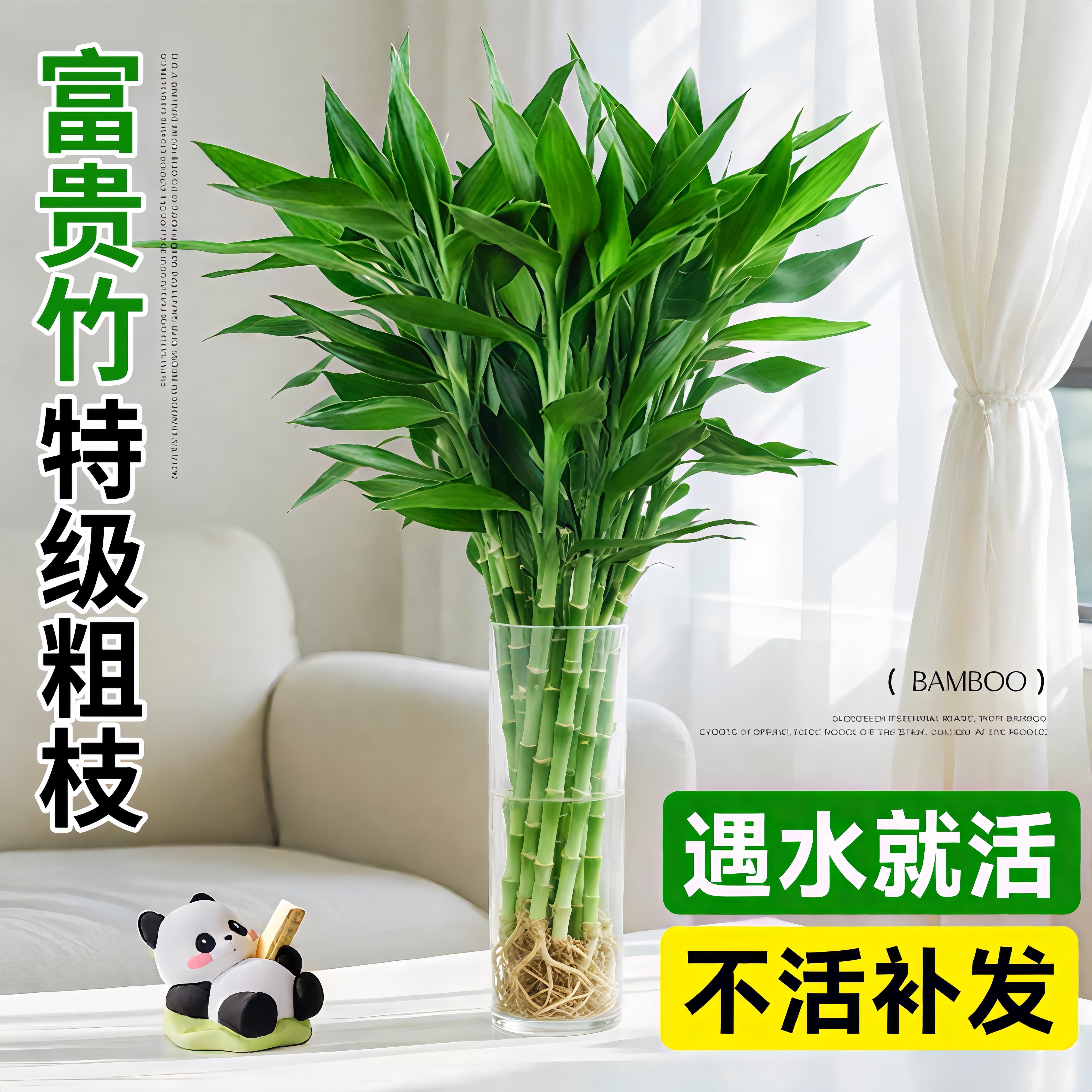 富贵竹水培植物客厅招财转运竹子粗杆带根室内水养绿植四季好养活
