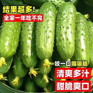 秋黄瓜种子唐山秋瓜阳台盆栽种植脆皮旱黄瓜水果夏季蔬菜籽种大全