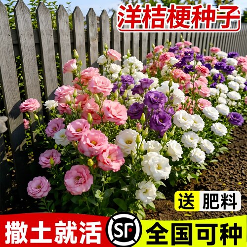 进口重瓣洋桔梗花种籽混色四季播种开花室内外易活盆栽鲜花秋播