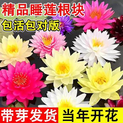 睡莲水培植物带花苞四季开花碗莲荷花盆栽莲花根块池塘水养活花卉