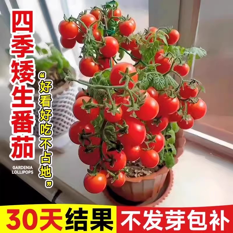 矮生番茄种孑圣女果籽四季
