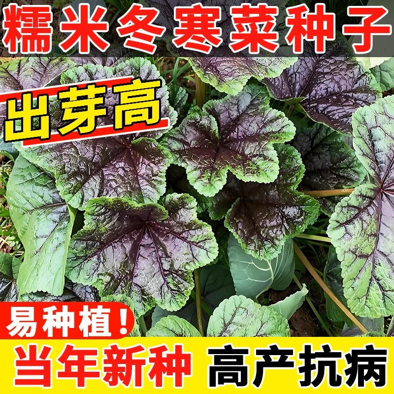 【冬寒菜种子】耐寒蔬菜秋冬家庭小院种植冬葵菜耐寒蔬菜寒菜种子,鲜花速递/花卉仿真/绿植园艺,种苗/半成品盆栽,淘宝优惠券,粉丝福利购,淘宝优惠卷