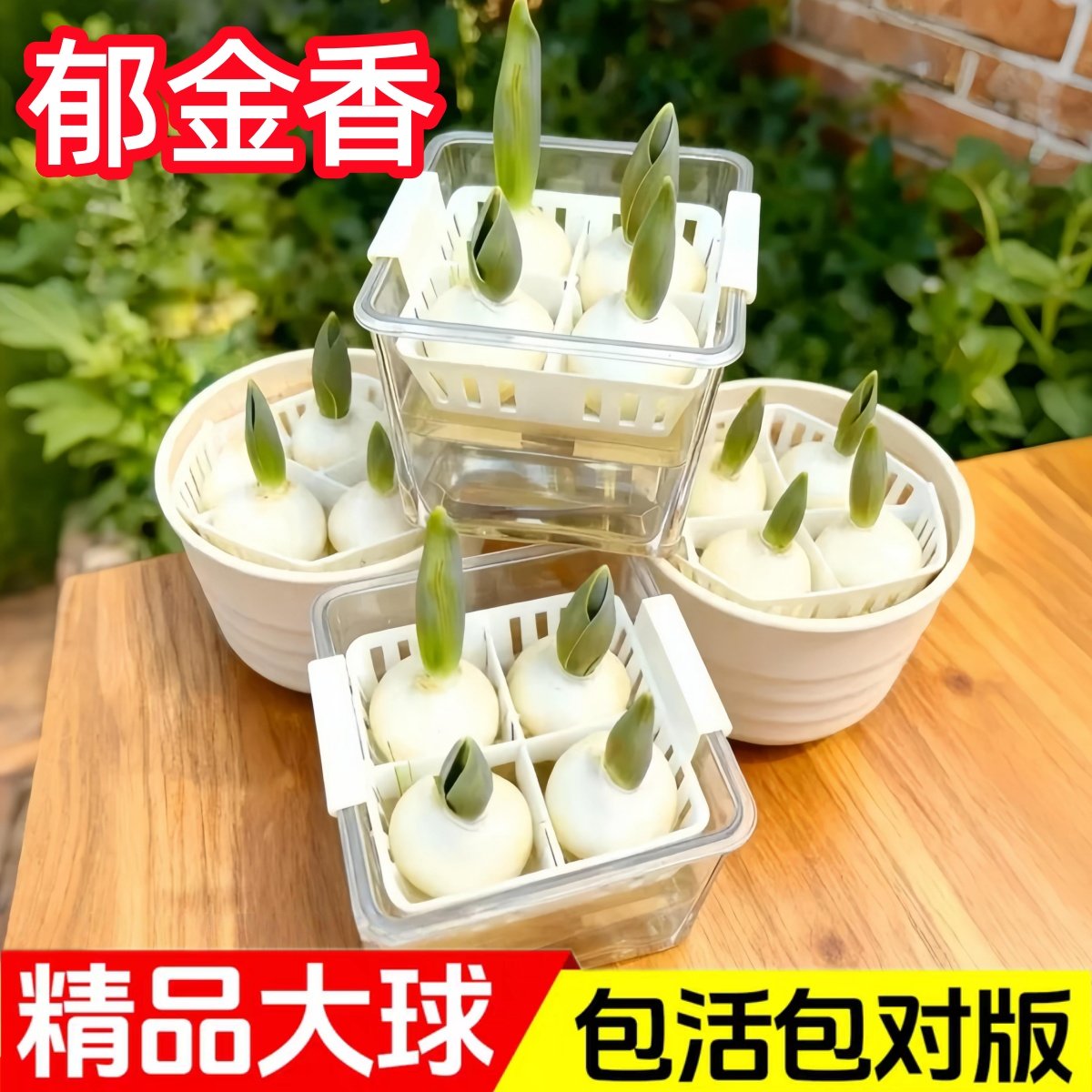 进口郁金香种球水培定植篮更省心