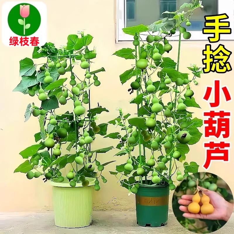 文玩手捻小葫芦籽四季观赏葫芦种子大全爬藤植物阳台盆栽蔬菜种籽