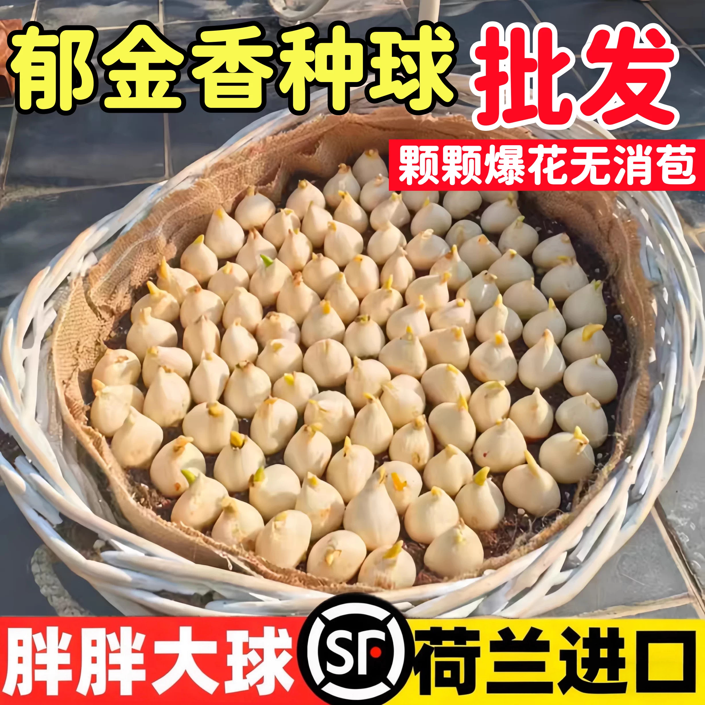 进口郁金香种球自然球100个种子批发盆栽阳台花卉植物室内花四季