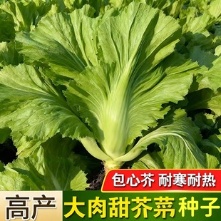 芥菜种籽大全四川大叶青菜包心酸菜冬天四季阳台盆栽蔬菜种子种孑