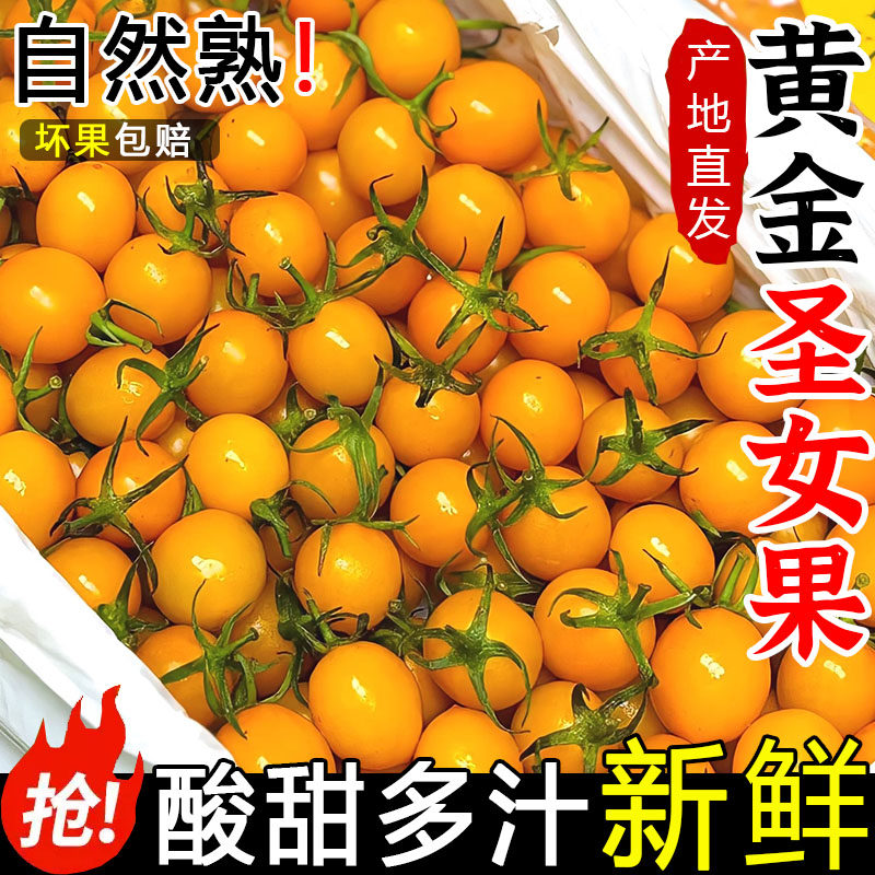 新鲜黄金圣女果5斤樱桃小番茄现摘自然熟酸甜黄皮西红柿水果包邮