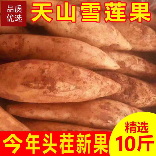 现货现挖云南天山雪莲果新鲜10斤红心特级水莲果当季雪连果整箱
