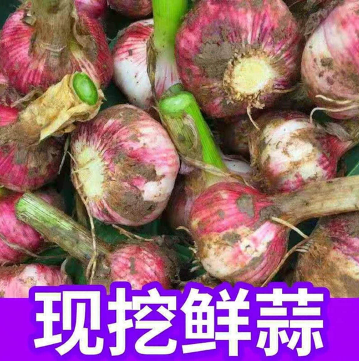 现挖鲜蒜头5斤特大果腌糖蒜