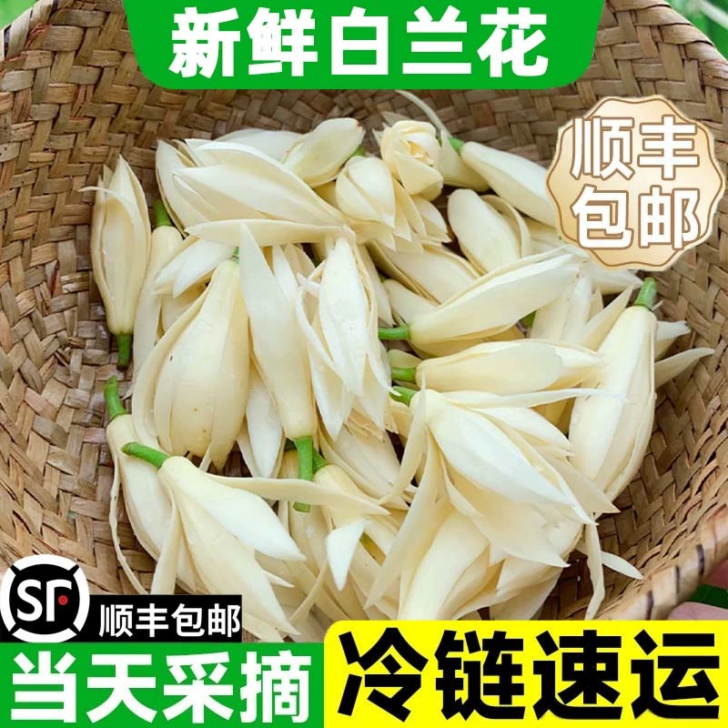 白兰花鲜花黄角兰茉莉花鲜花朵缅桂纯露精油矮化当天鲜摘冷链现发-封面